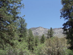 Mt. Charleston ATV Tours at Above All Las Vegas ATV Tours